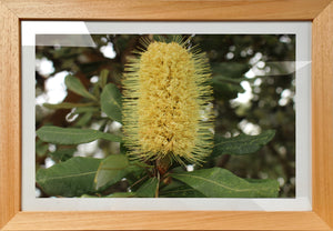 Banksia 3 - Framed Print