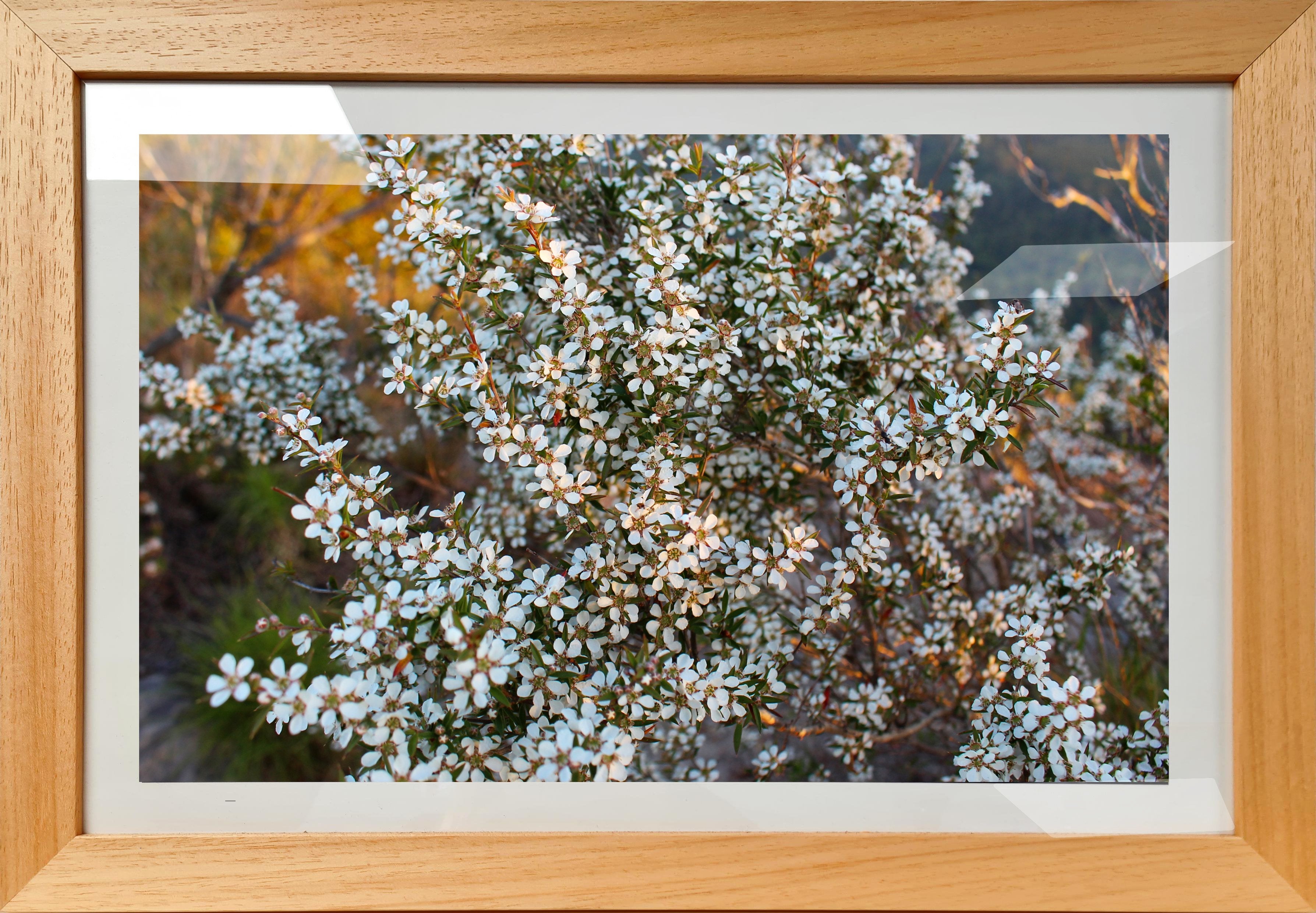 Mountain Wildflowers 2 - Framed Print