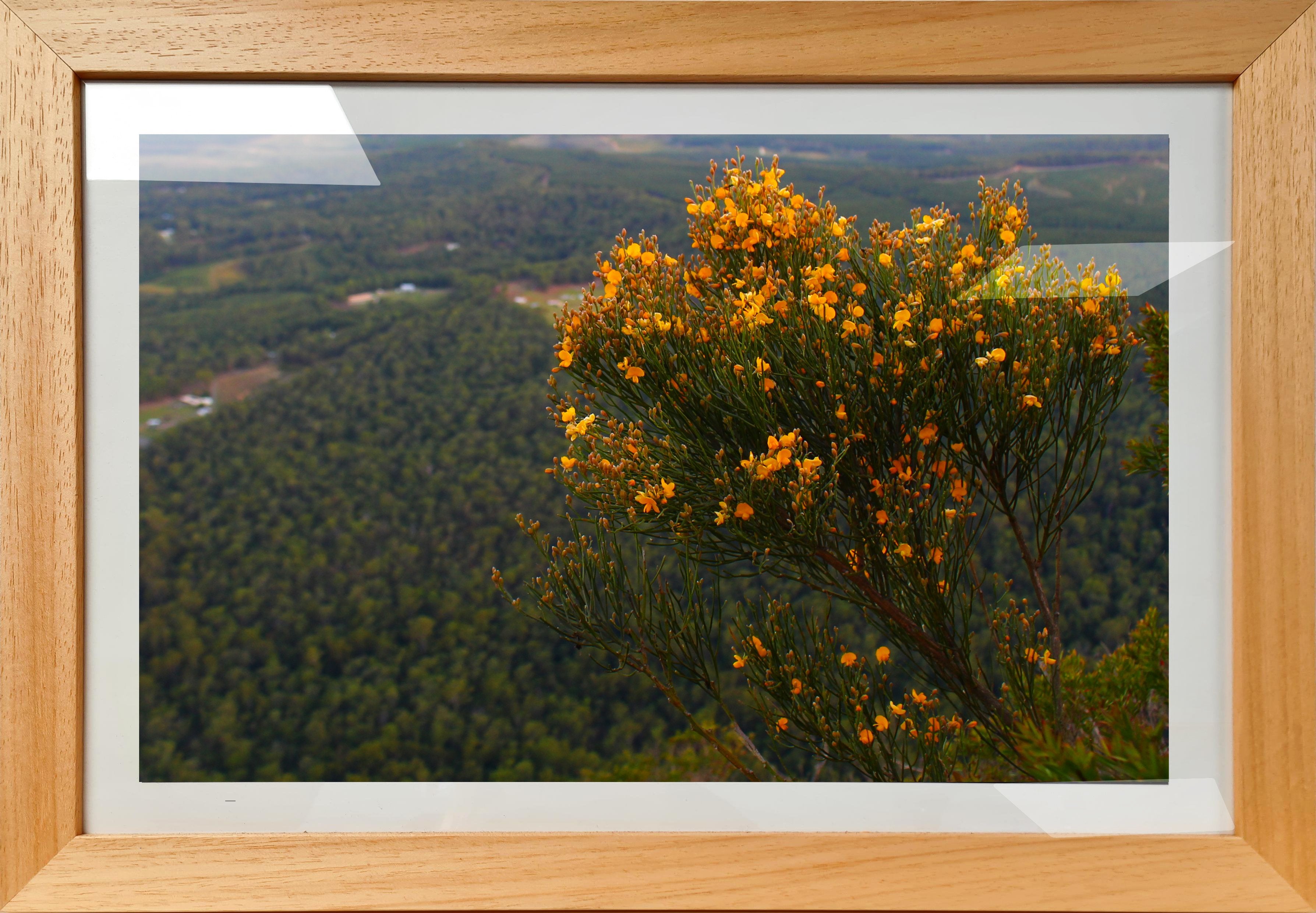 Mountain Wildflowers 4 - Framed Print