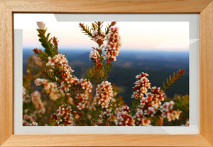 Mountain Wildflowers 5 - Framed Print