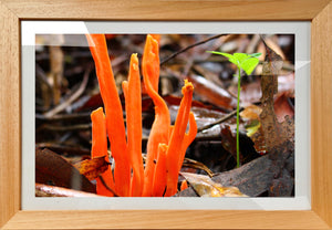Orange Fungi - Framed Print