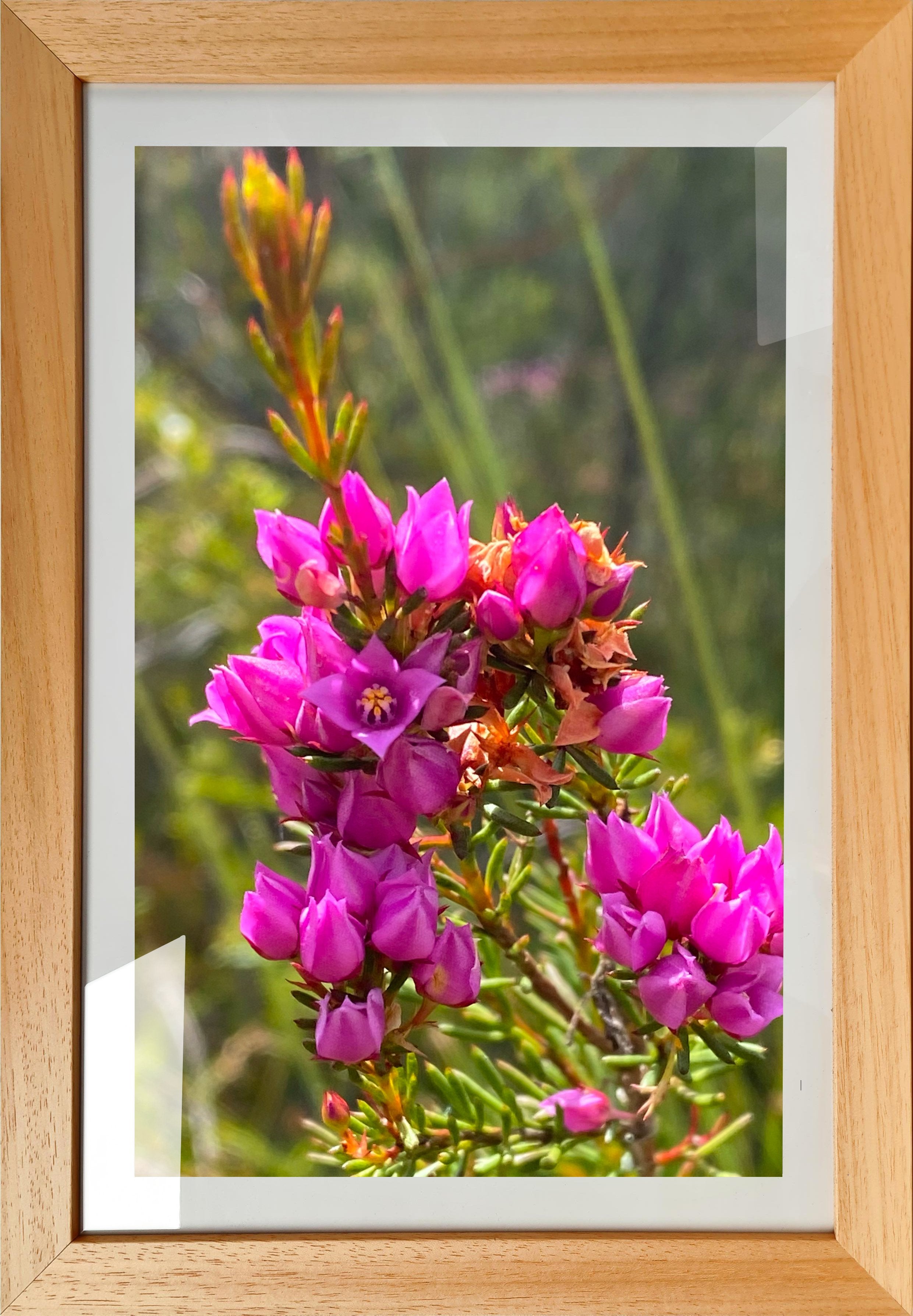 Purple Flowers - Framed Print