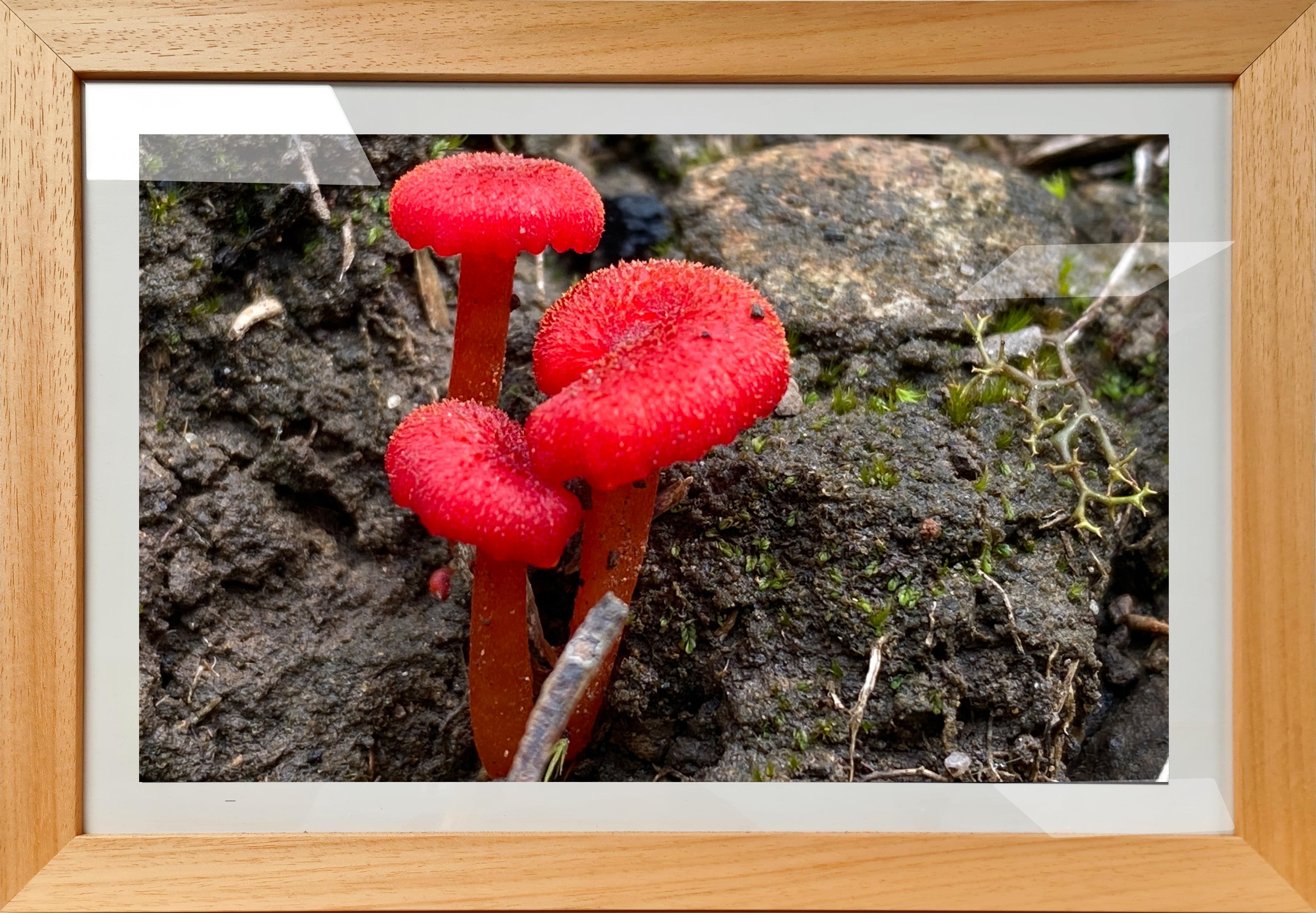 Red Fungi - Framed Print