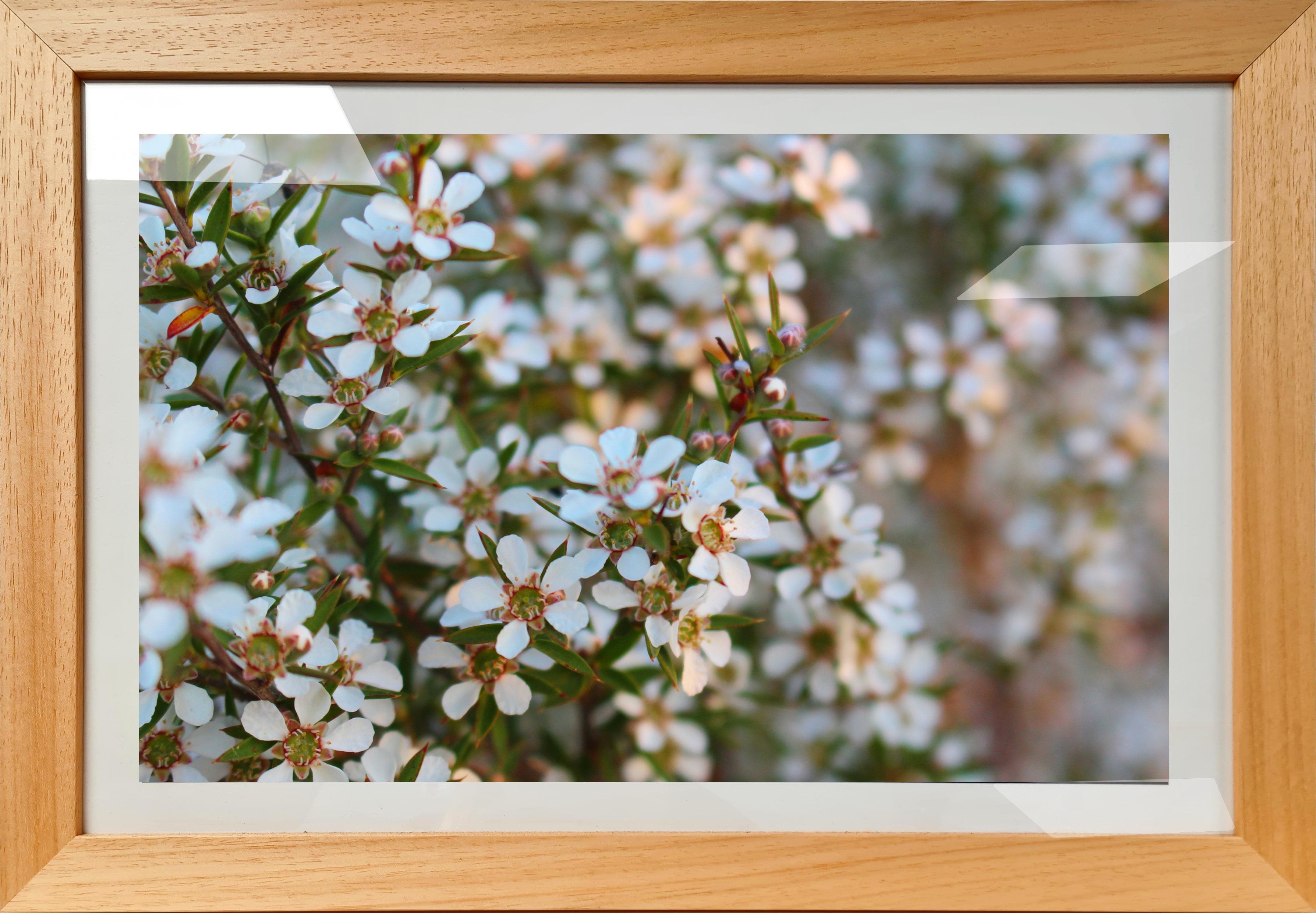 White Flowers 3 - Framed Print