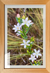 White Wildflowers 1 - Framed Print
