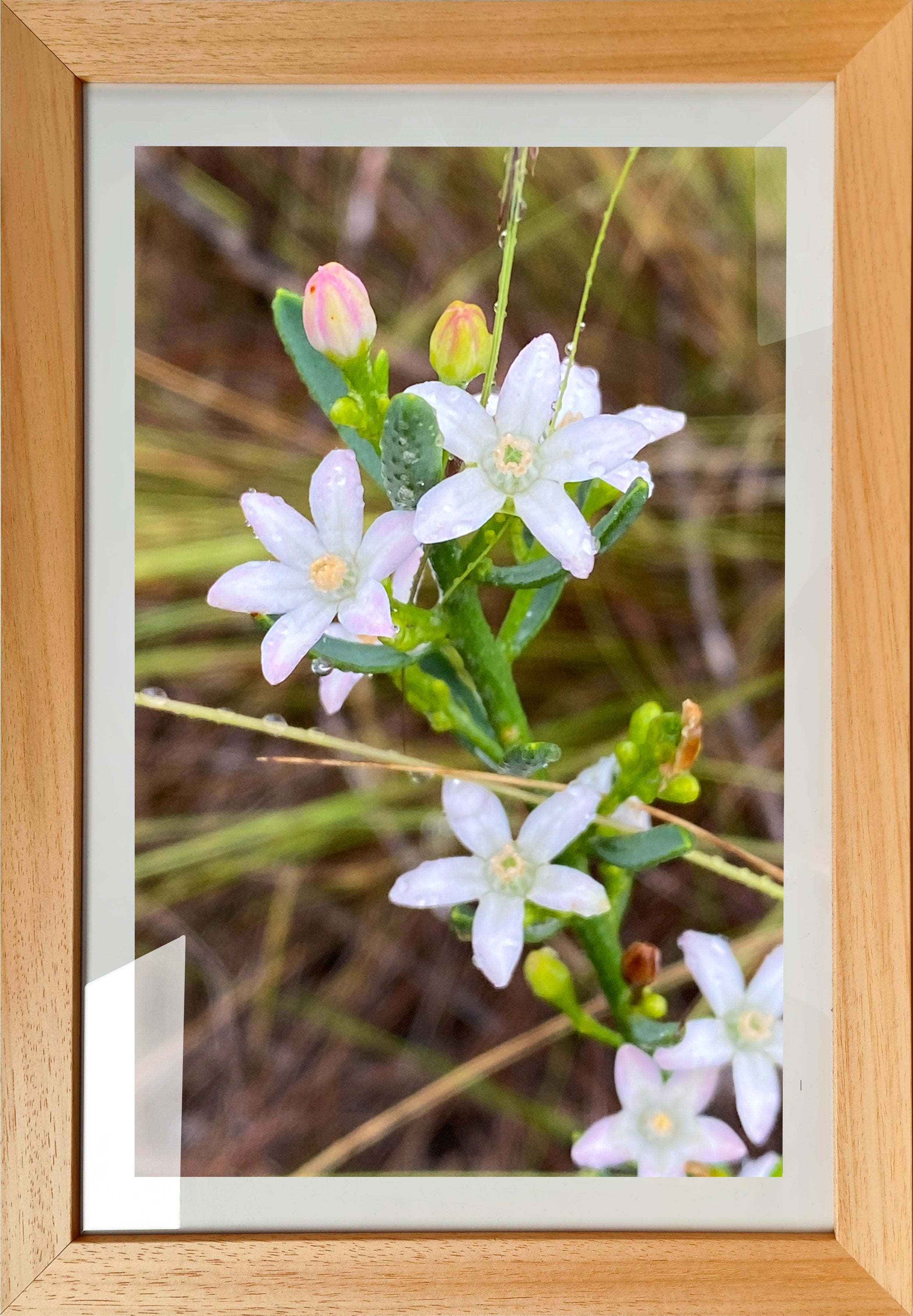 White Wildflowers 2 - Framed Print