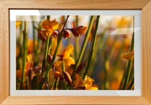 Yellow Flowers 1 - Framed Print