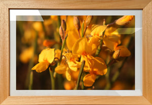 Yellow Flowers 2 - Framed Print