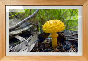 Yellow Mushroom - Framed Print